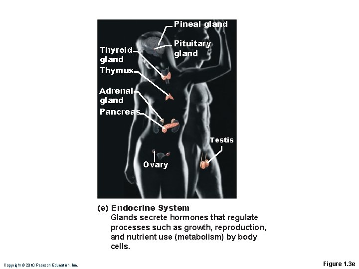Pineal gland Pituitary gland Thyroid gland Thymus Adrenal gland Pancreas Testis Ovary (e) Endocrine
