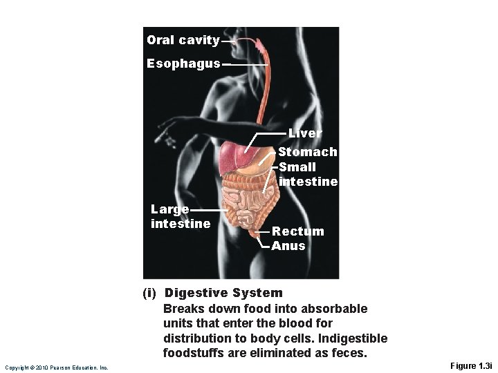Oral cavity Esophagus Liver Stomach Small intestine Large intestine Rectum Anus (i) Digestive System