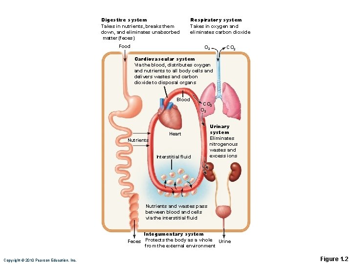 Digestive system Takes in nutrients, breaks them down, and eliminates unabsorbed matter (feces) Respiratory