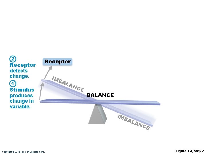 2 Receptor detects change. Receptor 1 Stimulus produces change in variable. IMB AL AN