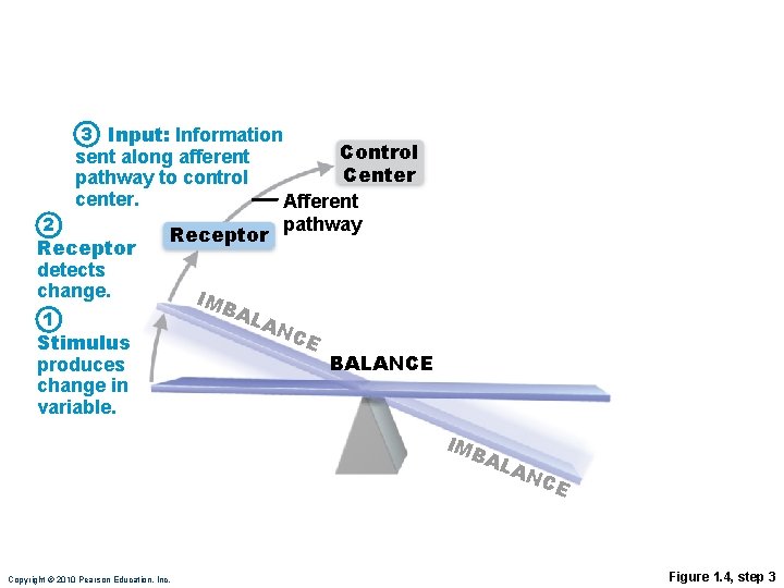 3 Input: Information sent along afferent pathway to control center. 2 Receptor detects change.