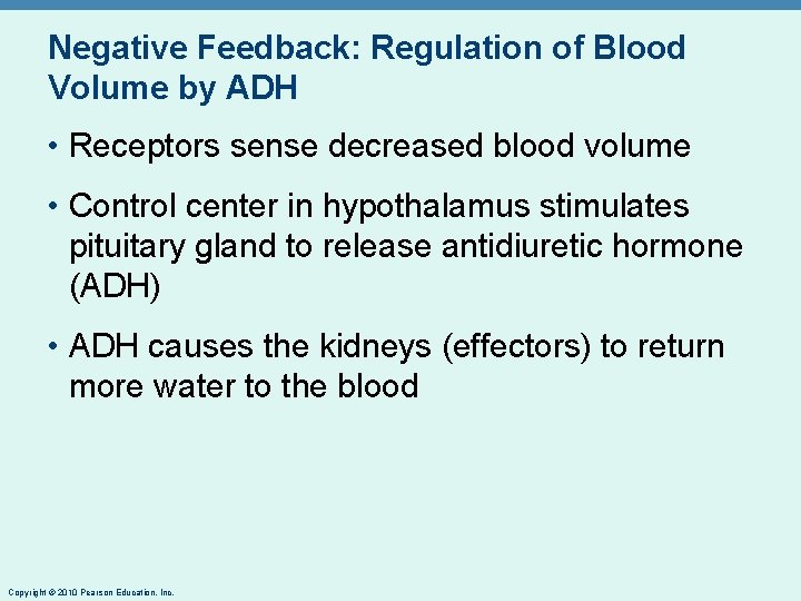 Negative Feedback: Regulation of Blood Volume by ADH • Receptors sense decreased blood volume