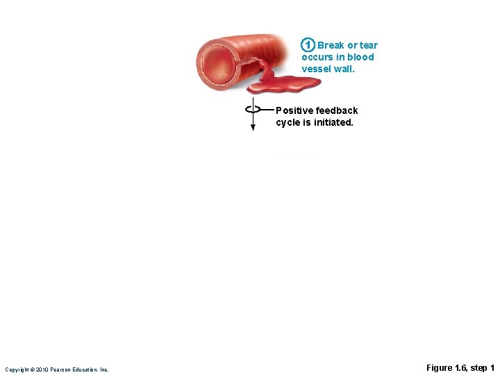 1 Break or tear occurs in blood vessel wall. Positive feedback cycle is initiated.