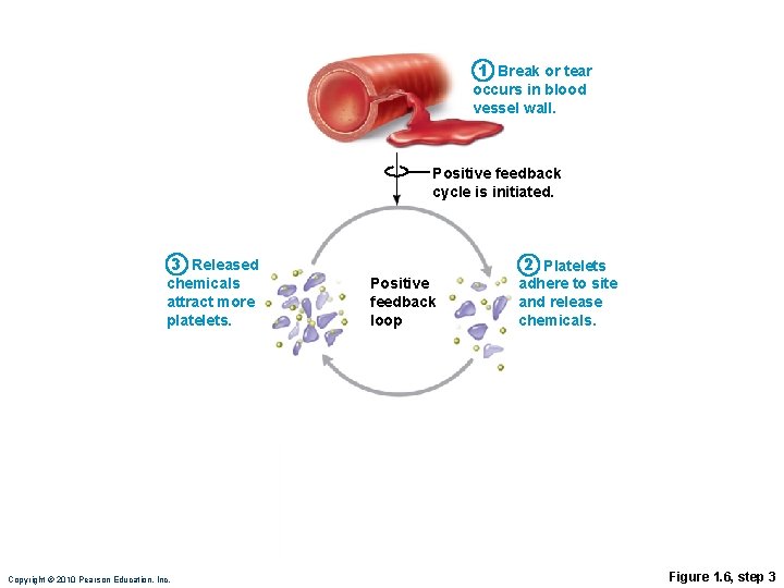 1 Break or tear occurs in blood vessel wall. Positive feedback cycle is initiated.