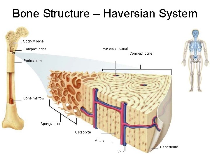 Figure 36 -3 The Structure of Bone Structure – Haversian System Section 36 -1