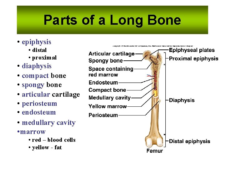 Parts of a Long Bone • epiphysis • distal • proximal • diaphysis •