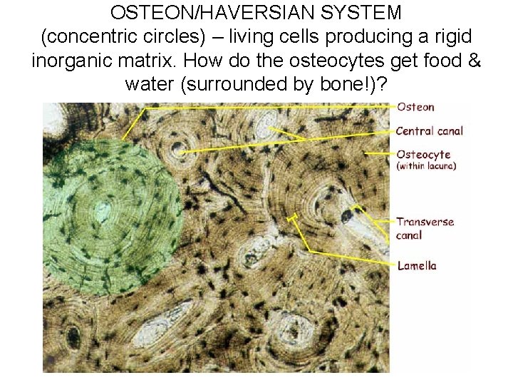 OSTEON/HAVERSIAN SYSTEM (concentric circles) – living cells producing a rigid inorganic matrix. How do