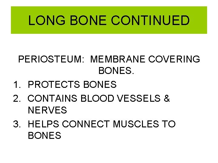 LONG BONE CONTINUED PERIOSTEUM: MEMBRANE COVERING BONES. 1. PROTECTS BONES 2. CONTAINS BLOOD VESSELS