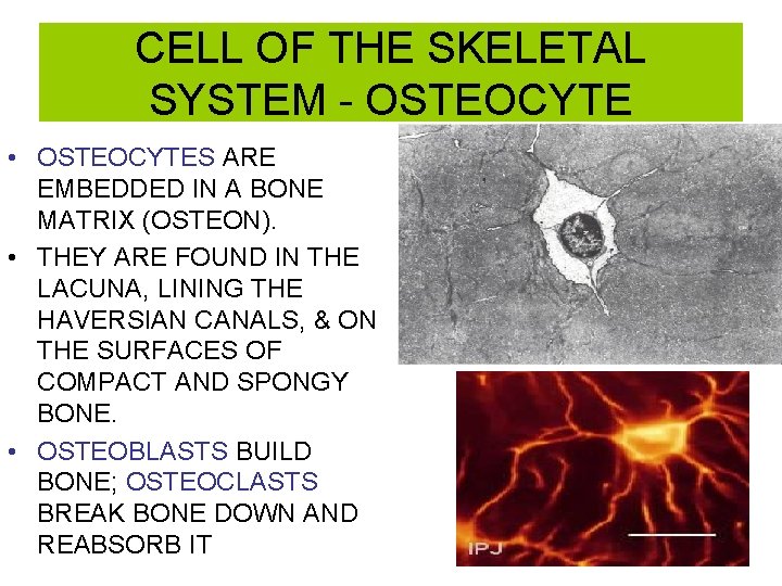 CELL OF THE SKELETAL SYSTEM - OSTEOCYTE • OSTEOCYTES ARE EMBEDDED IN A BONE