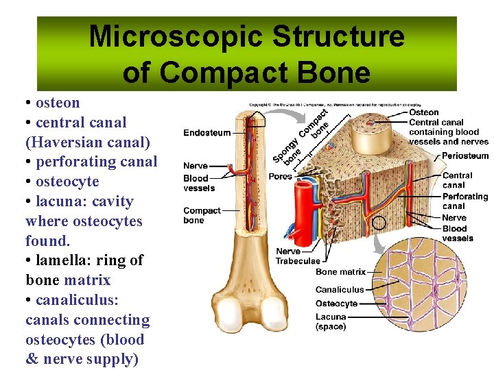 Microscopic Structure of Compact Bone • osteon • central canal (Haversian canal) • perforating