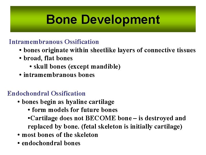 Bone Development Intramembranous Ossification • bones originate within sheetlike layers of connective tissues •