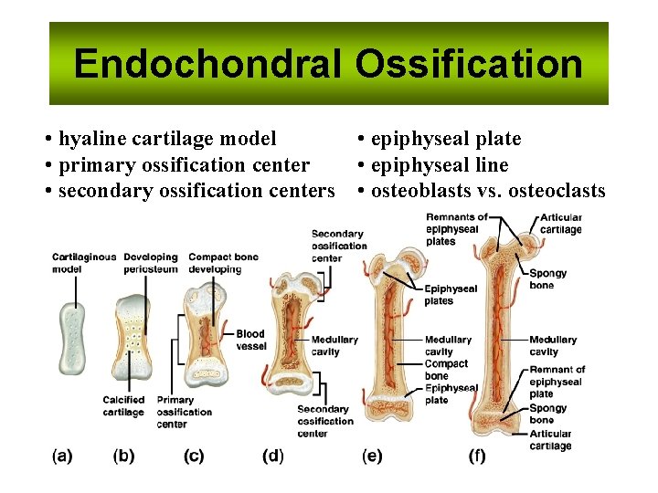 Endochondral Ossification • hyaline cartilage model • epiphyseal plate • primary ossification center •