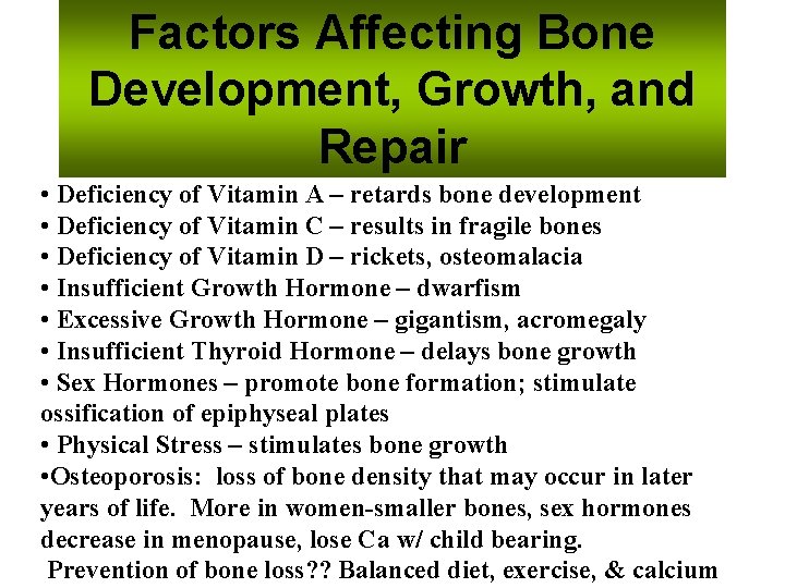 Factors Affecting Bone Development, Growth, and Repair • Deficiency of Vitamin A – retards