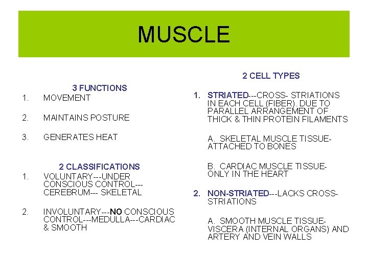 MUSCLE 2 CELL TYPES 1. 3 FUNCTIONS MOVEMENT 2. MAINTAINS POSTURE 3. GENERATES HEAT