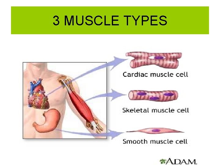 3 MUSCLE TYPES 