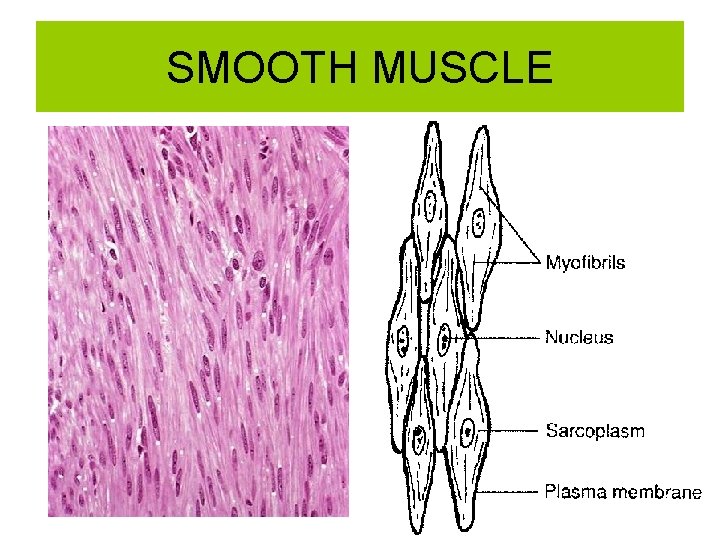 SMOOTH MUSCLE 