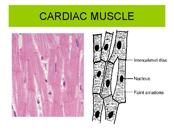 CARDIAC MUSCLE 