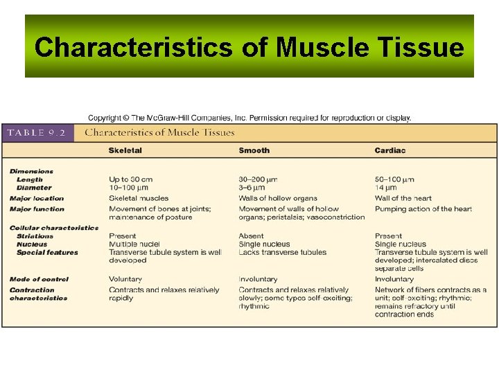 Characteristics of Muscle Tissue 