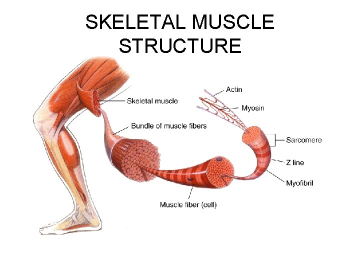 Figure 36 -7 Skeletal Muscle Structure Section 36 -2 SKELETAL MUSCLE STRUCTURE 