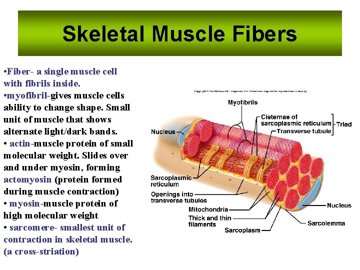 Skeletal Muscle Fibers • Fiber- a single muscle cell with fibrils inside. • myofibril-gives