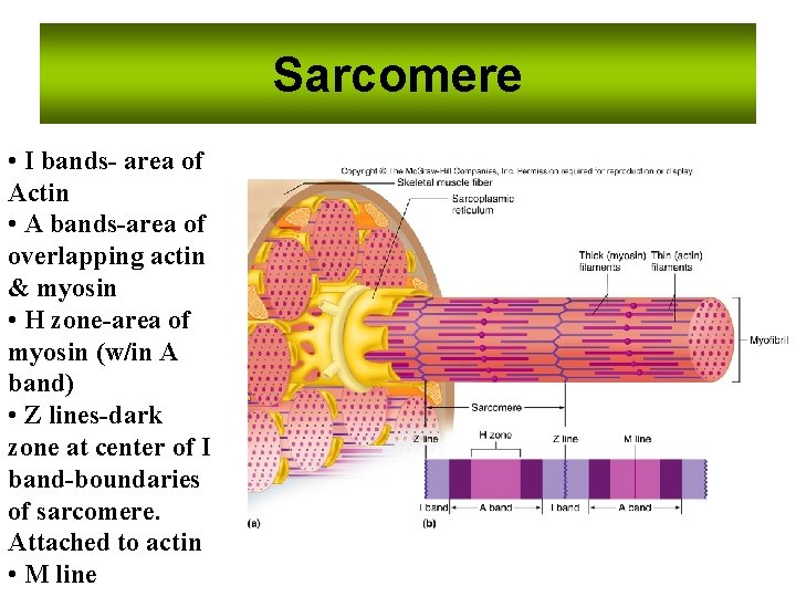 Sarcomere • I bands- area of Actin • A bands-area of overlapping actin &