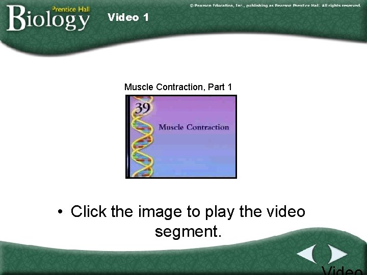 Video 1 Muscle Contraction, Part 1 • Click the image to play the video