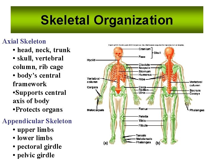 Skeletal Organization Axial Skeleton • head, neck, trunk • skull, vertebral column, rib cage