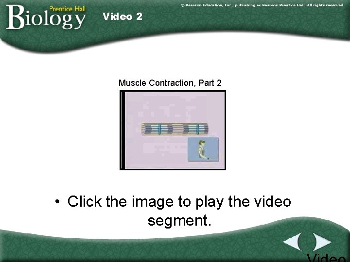 Video 2 Muscle Contraction, Part 2 • Click the image to play the video