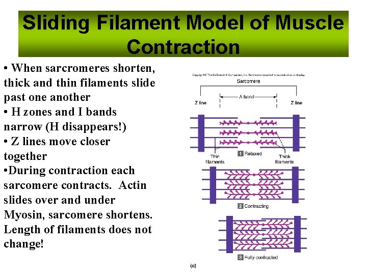 Sliding Filament Model of Muscle Contraction • When sarcromeres shorten, thick and thin filaments