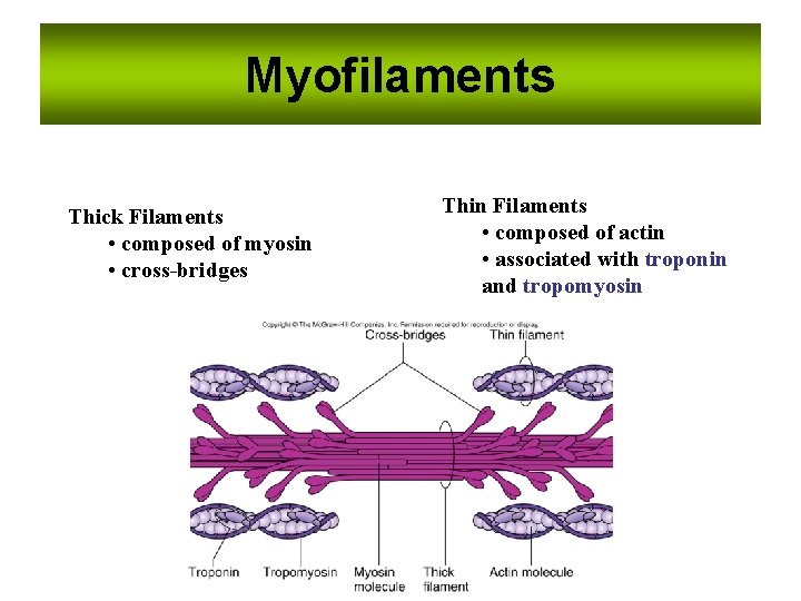 Myofilaments Thick Filaments • composed of myosin • cross-bridges Thin Filaments • composed of