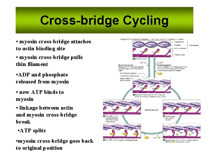 Cross-bridge Cycling • myosin cross-bridge attaches to actin binding site • myosin cross-bridge pulls