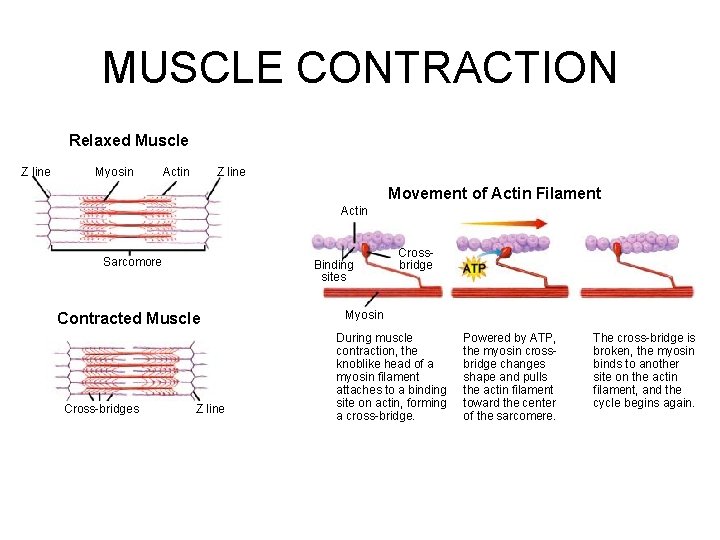 Figure 36 -8 Muscle Contraction MUSCLE CONTRACTION Section 36 -2 Relaxed Muscle Z line