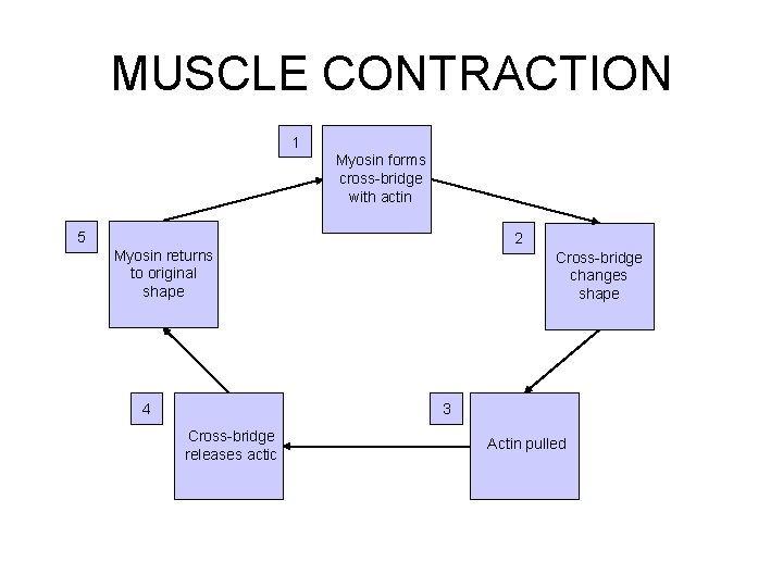 Cycle Diagram MUSCLE CONTRACTION Section 36 -2 1 Myosin forms cross-bridge with actin 5