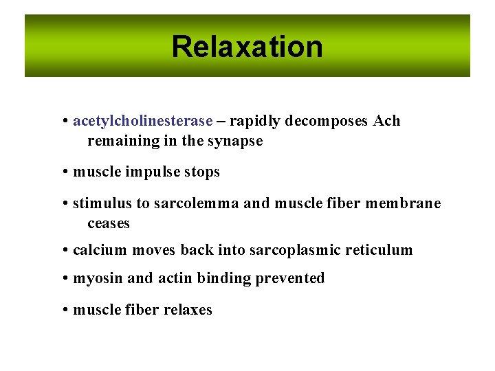 Relaxation • acetylcholinesterase – rapidly decomposes Ach remaining in the synapse • muscle impulse