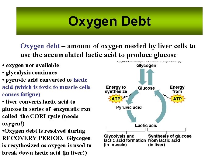 Oxygen Debt Oxygen debt – amount of oxygen needed by liver cells to use