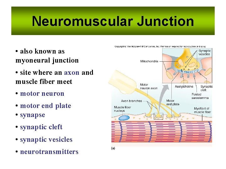 Neuromuscular Junction • also known as myoneural junction • site where an axon and