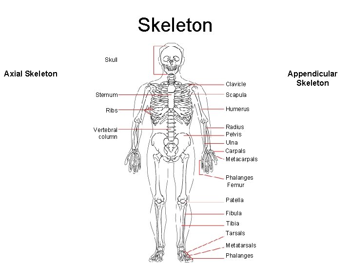 The Skeletal System Skeleton Skull Axial Skeleton Clavicle Sternum Ribs Vertebral column Scapula Humerus