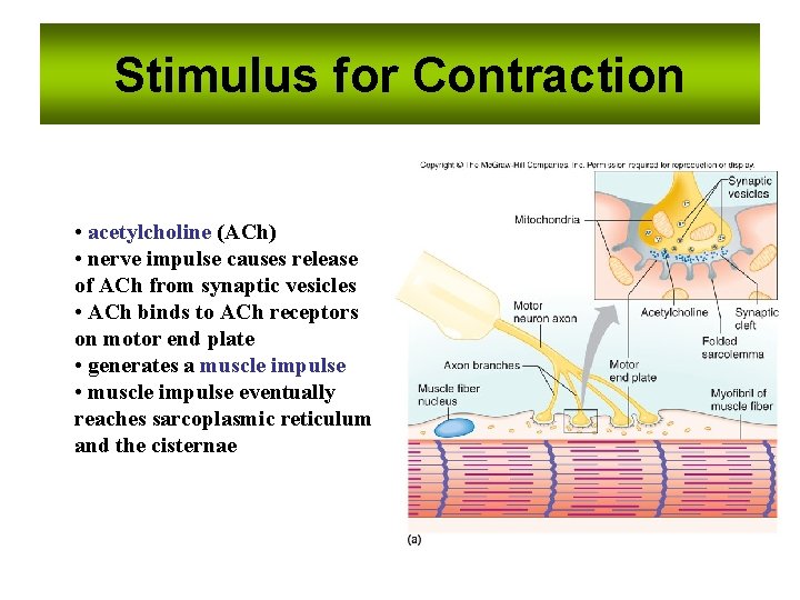 Stimulus for Contraction • acetylcholine (ACh) • nerve impulse causes release of ACh from