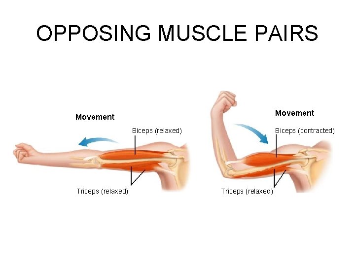 Figure 36 -11 Opposing Muscle Pairs OPPOSING MUSCLE PAIRS Section 36 -2 Movement Biceps