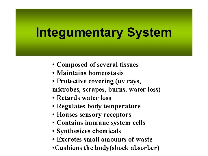 Integumentary System • Composed of several tissues • Maintains homeostasis • Protective covering (uv