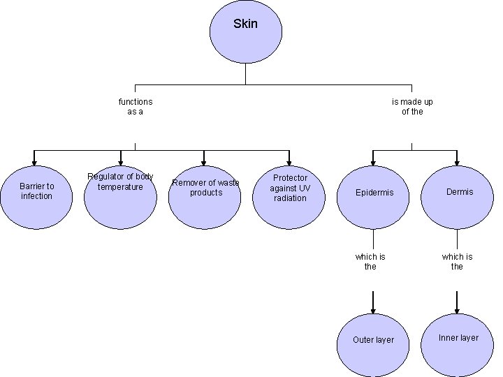 Skin functions as a Barrier to infection Regulator of body temperature is made up