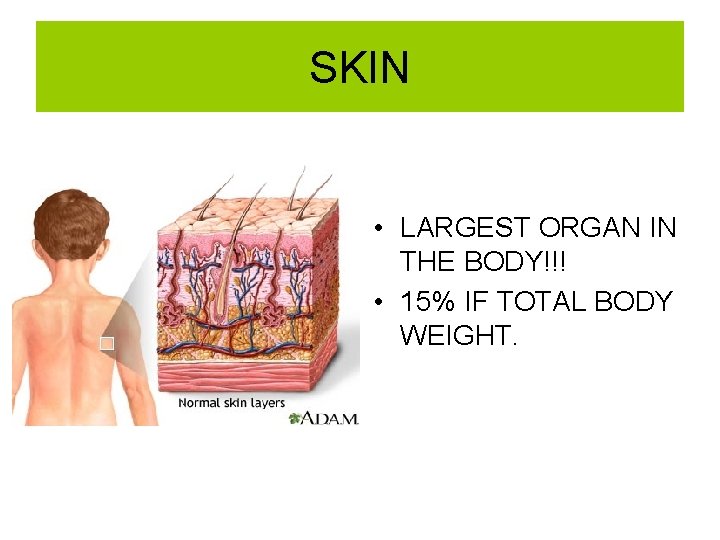 SKIN • LARGEST ORGAN IN THE BODY!!! • 15% IF TOTAL BODY WEIGHT. 