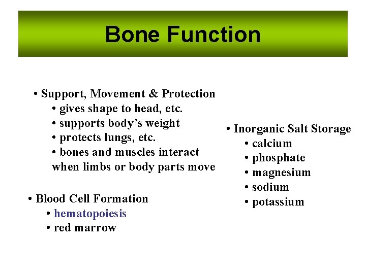 Bone Function • Support, Movement & Protection • gives shape to head, etc. •