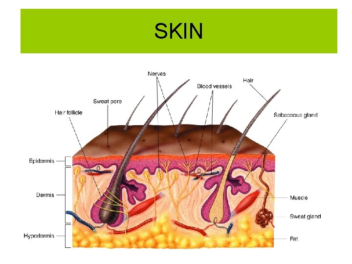 Figure 36 -13 The Structure of Skin Section 36 -3 SKIN 