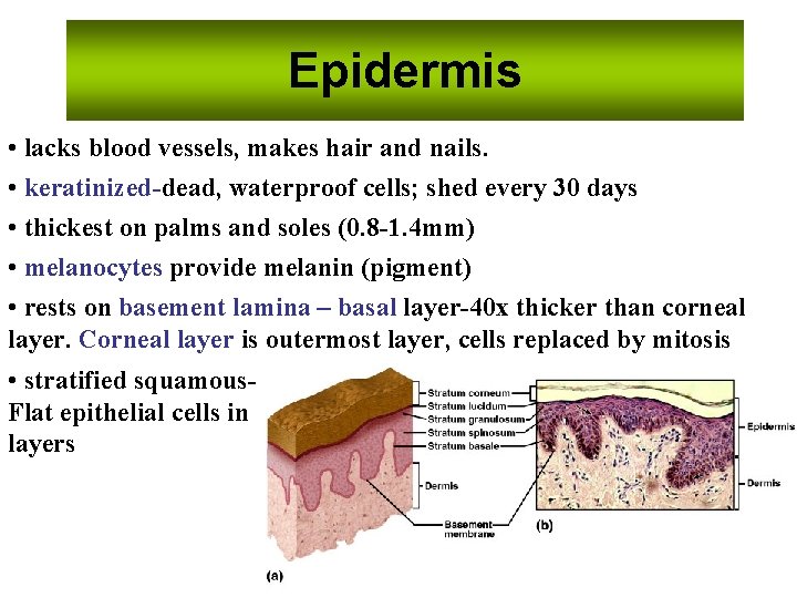 Epidermis • lacks blood vessels, makes hair and nails. • keratinized-dead, waterproof cells; shed