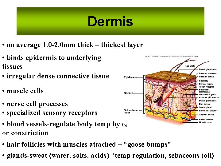 Dermis • on average 1. 0 -2. 0 mm thick – thickest layer •