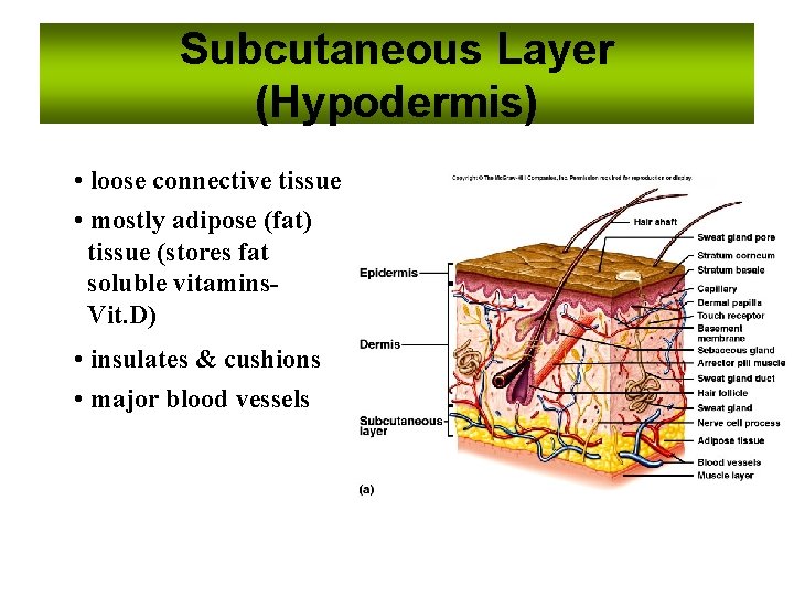 Subcutaneous Layer (Hypodermis) • loose connective tissue • mostly adipose (fat) tissue (stores fat