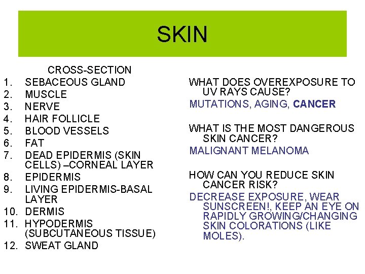 SKIN CROSS-SECTION 1. SEBACEOUS GLAND 2. MUSCLE 3. NERVE 4. HAIR FOLLICLE 5. BLOOD