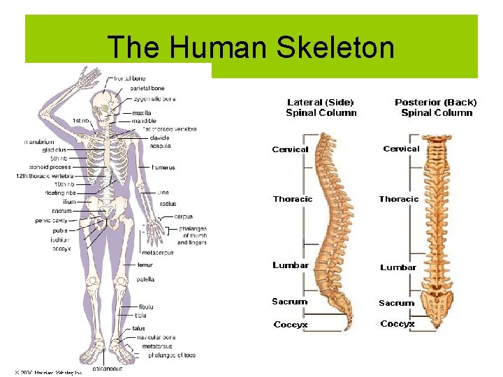 The Human Skeleton 