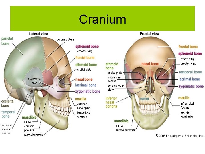 Cranium 
